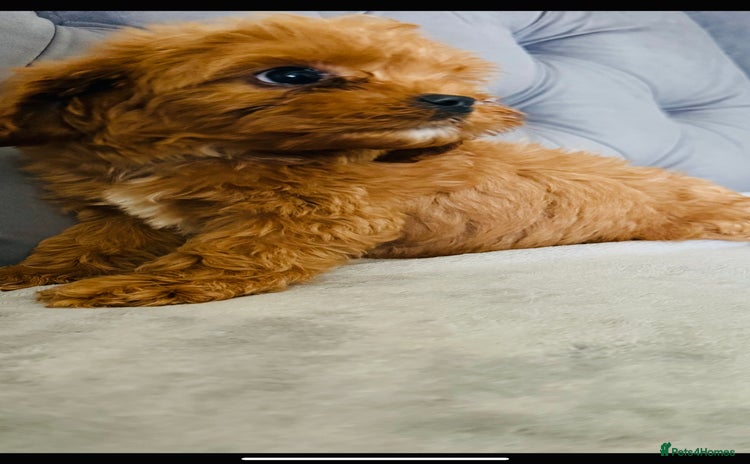 Cavapoo dogs - Advert 4