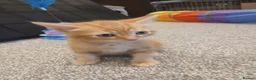 Domestic Shorthair cats for sale: Kittens - Advert 6