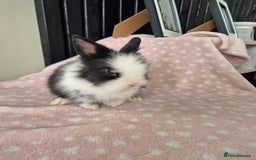 Mini Lion Lop rabbits for sale: 8 Beautiful Lion Lop Bunnies available to reserve. - Image 7