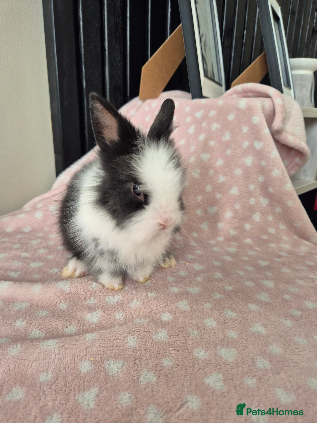 Mini Lion Lop rabbits for sale: 8 Beautiful Lion Lop Bunnies available to reserve. - Image 7