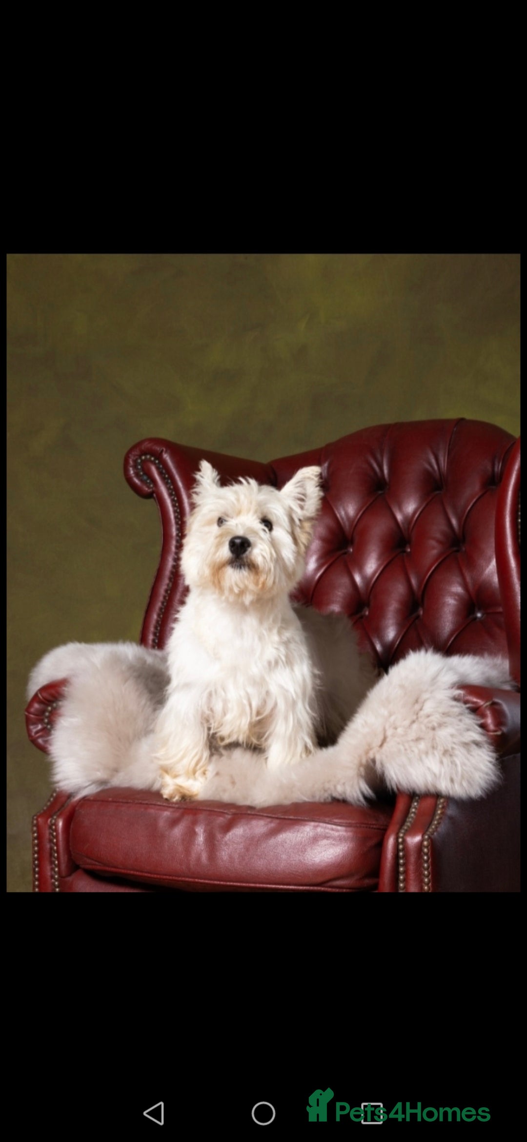 West Highland Terrier dogs for sale: Gorgeous kc bestie pups - Advert 10
