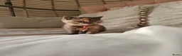 British Shorthair cats for sale: British Shorthair kittens - Advert 13