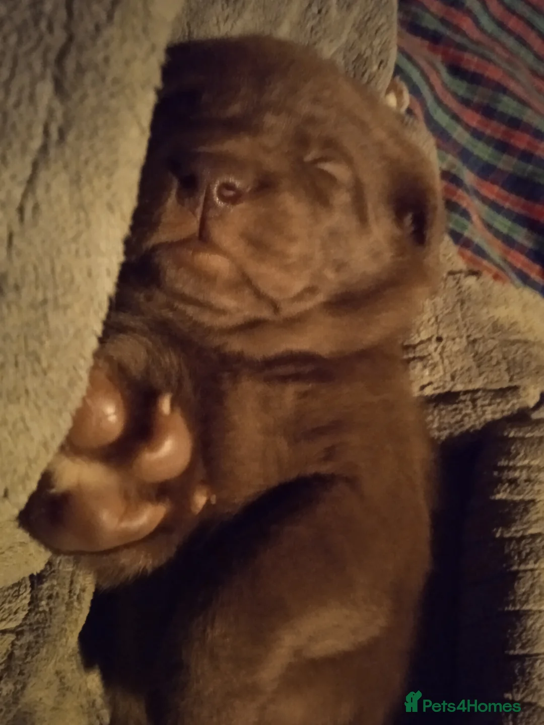 Labrador Retriever dogs for sale: KC CHOCOLATE LABRADORS PUPPIES, H TESTED PARENTS  - Advert 5