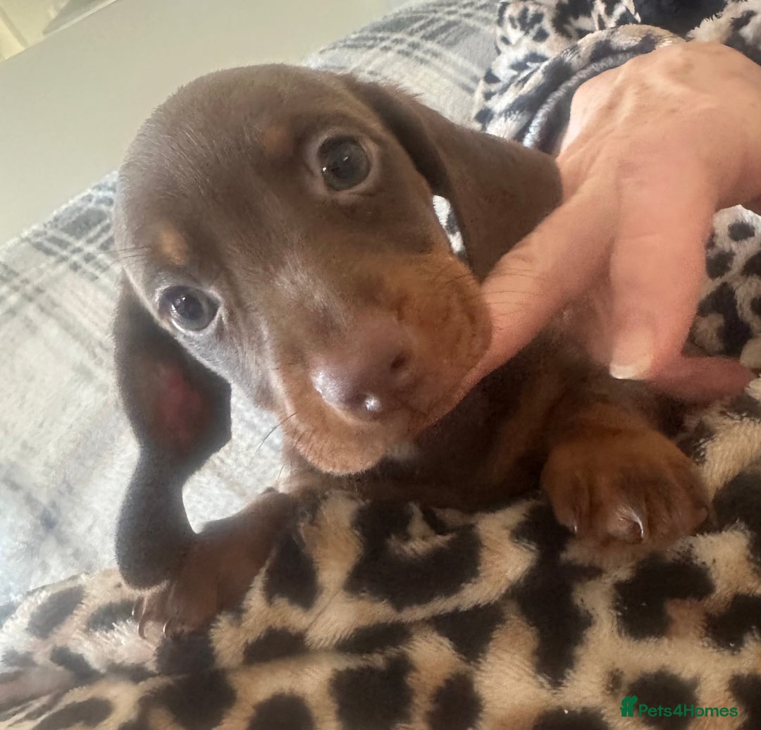 Dachshund dogs for sale: Dachshund 2 girls  - Image 7