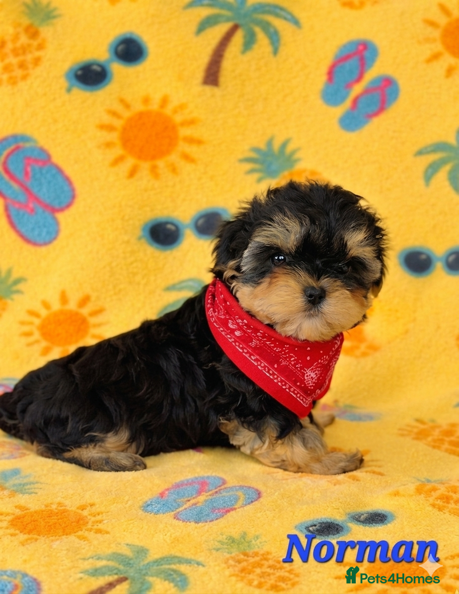 Yorkshire Terrier dogs 1 pup left Norman  - Advert 6