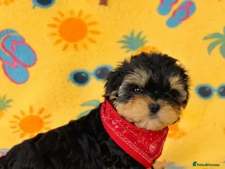 Yorkshire Terrier dogs 1 pup left Norman - Advert 6