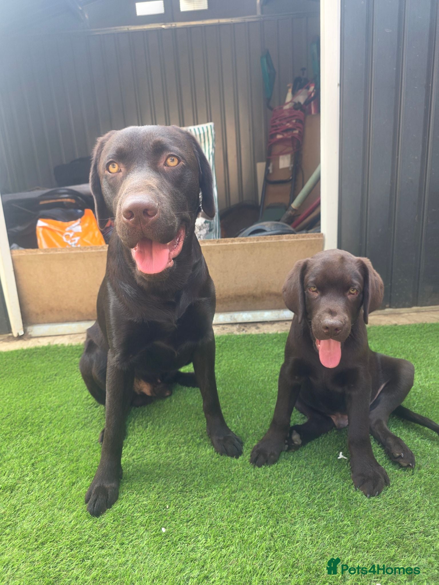 Labrador Retriever dogs KC Registered For stud  - Advert 2