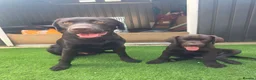 Labrador Retriever dogs for stud: KC Registered For stud  - Advert 1