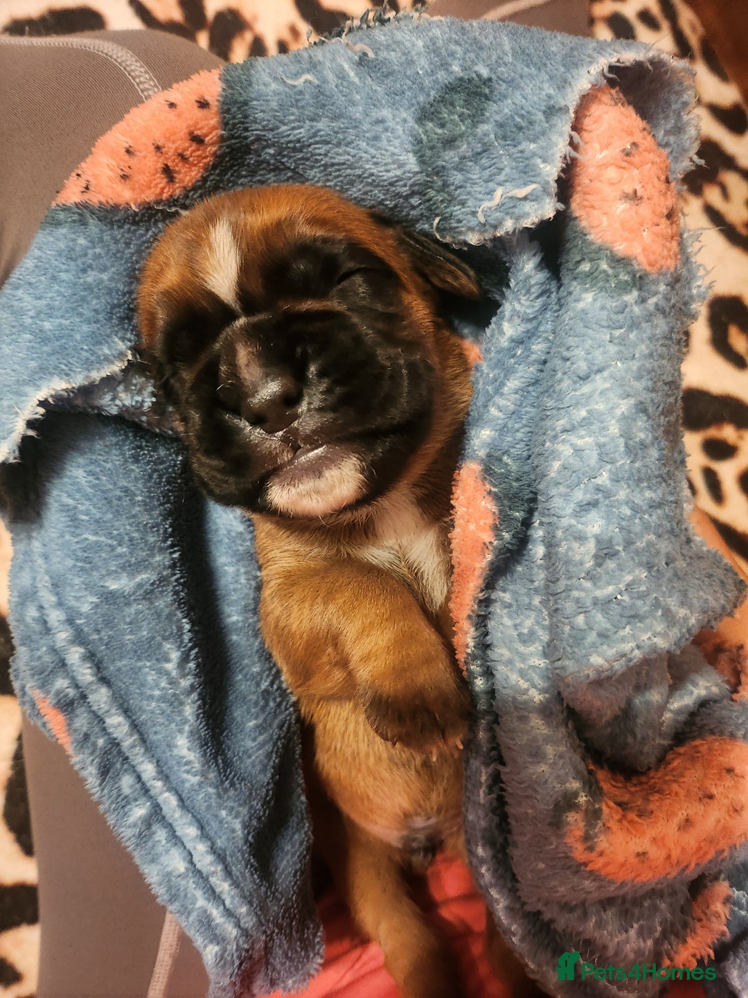 Boxer dogs for sale: 🌟KC REG BOBTAIL BOXER PUPS🌟 - Image 22