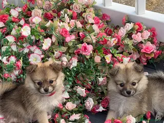 Pomeranian dogs Beautiful Russian line pomperanians - Advert 12