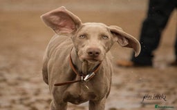 Weimaraner dogs for sale: 8 year old weimeraner Hugo, looking for home  - Image 1