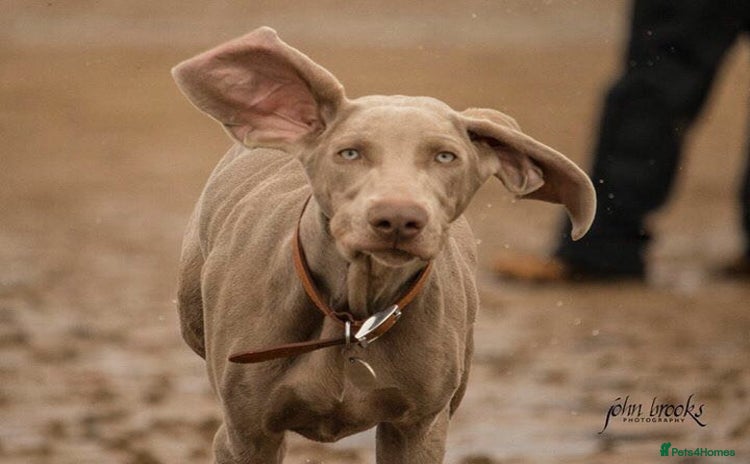 Weimaraner dogs - Advert 1
