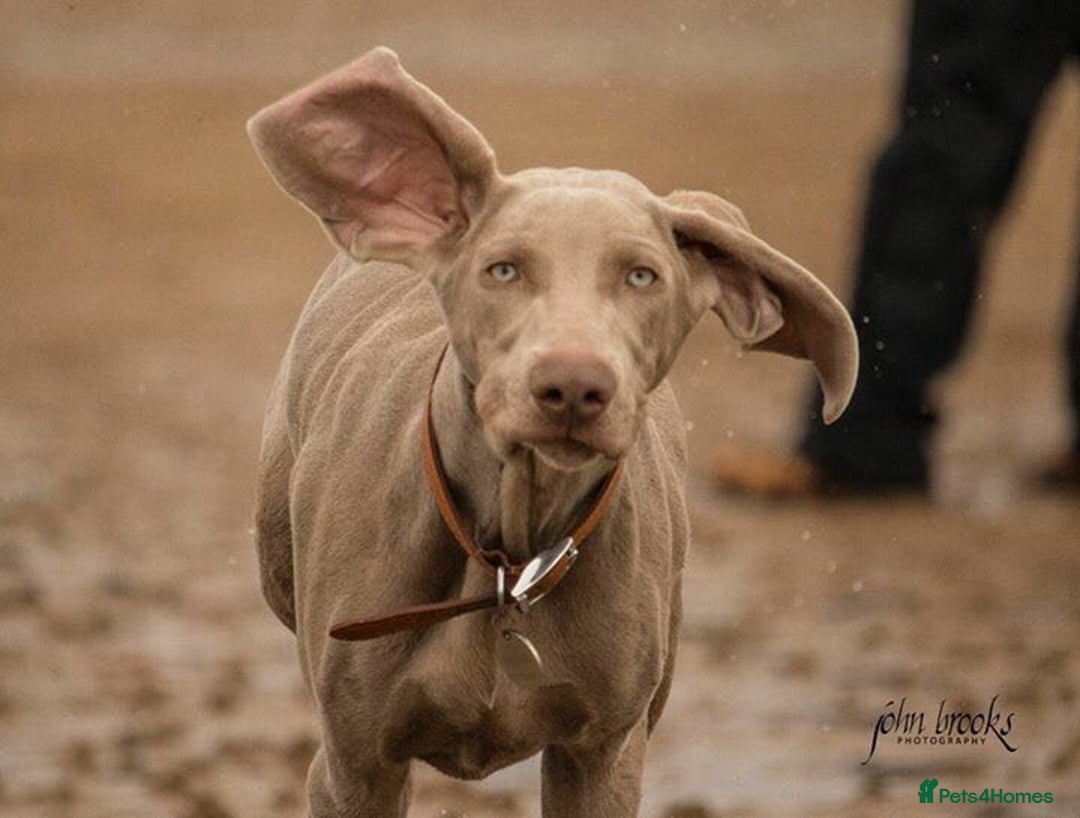 Weimaraner dogs for sale: 8 year old weimeraner Hugo, looking for home  - Image 1