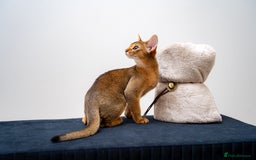 Abyssinian cats for sale: One of the Kind Abyssinian Girl-Champions Pedigree - Image 4