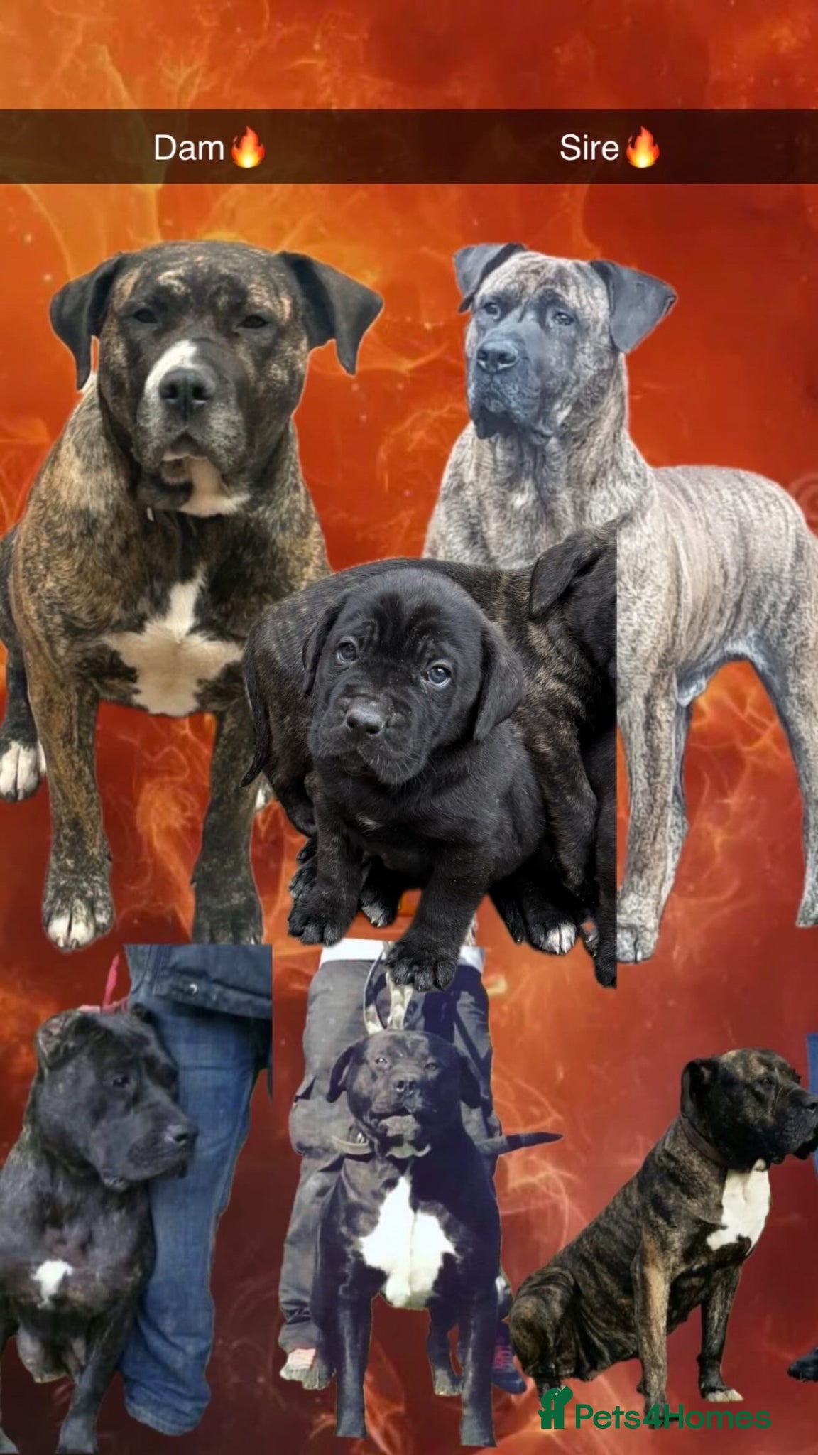 Presa Canario dogs  Quality🏆 Champion Blood presa Canario pups!! - Advert 2