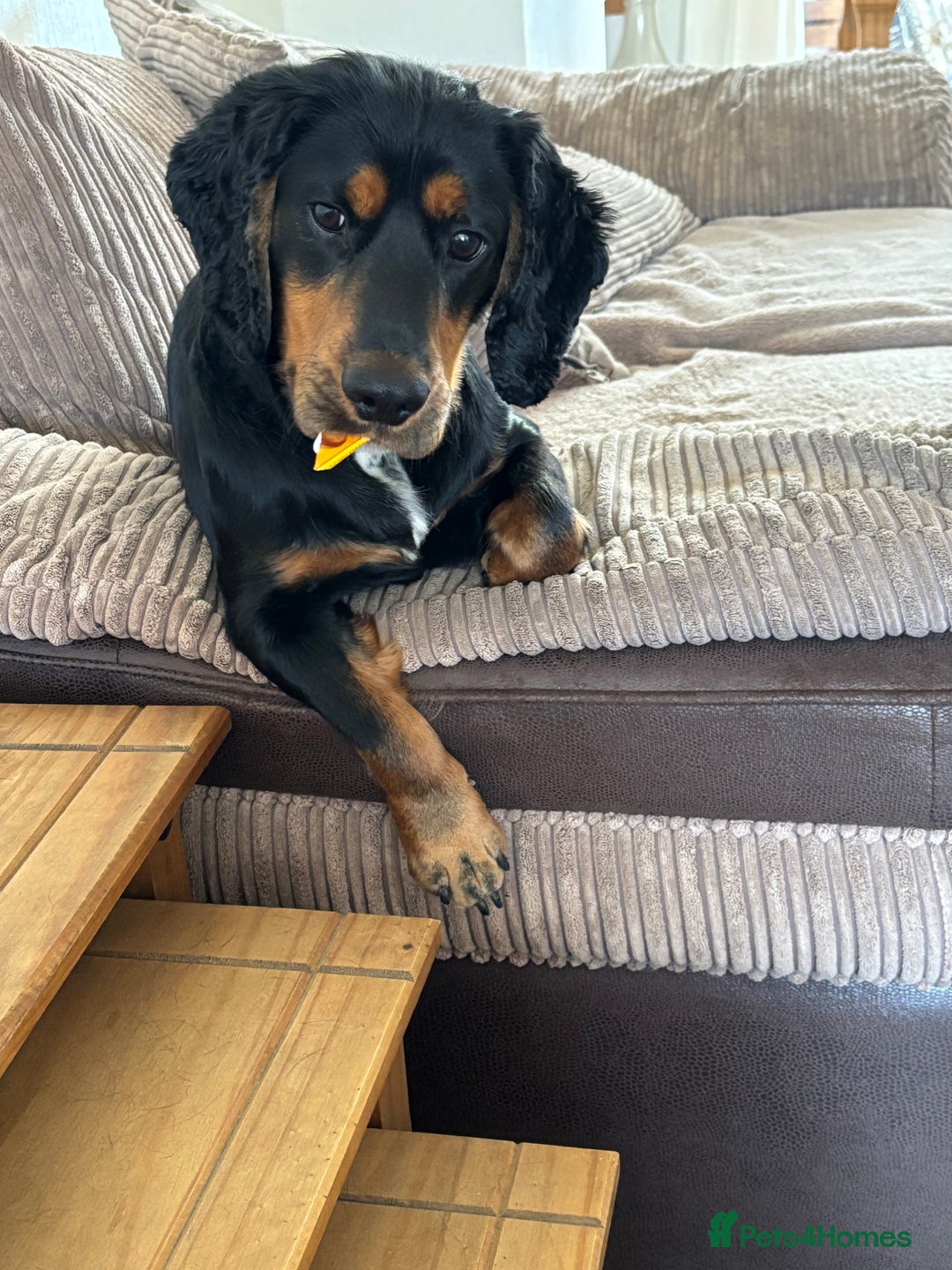 Cocker Spaniel dogs for stud: Macca - Advert 3