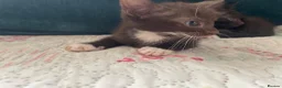 Mixed Breed cats for sale: Siamese x Maine coon kittens - Advert 15
