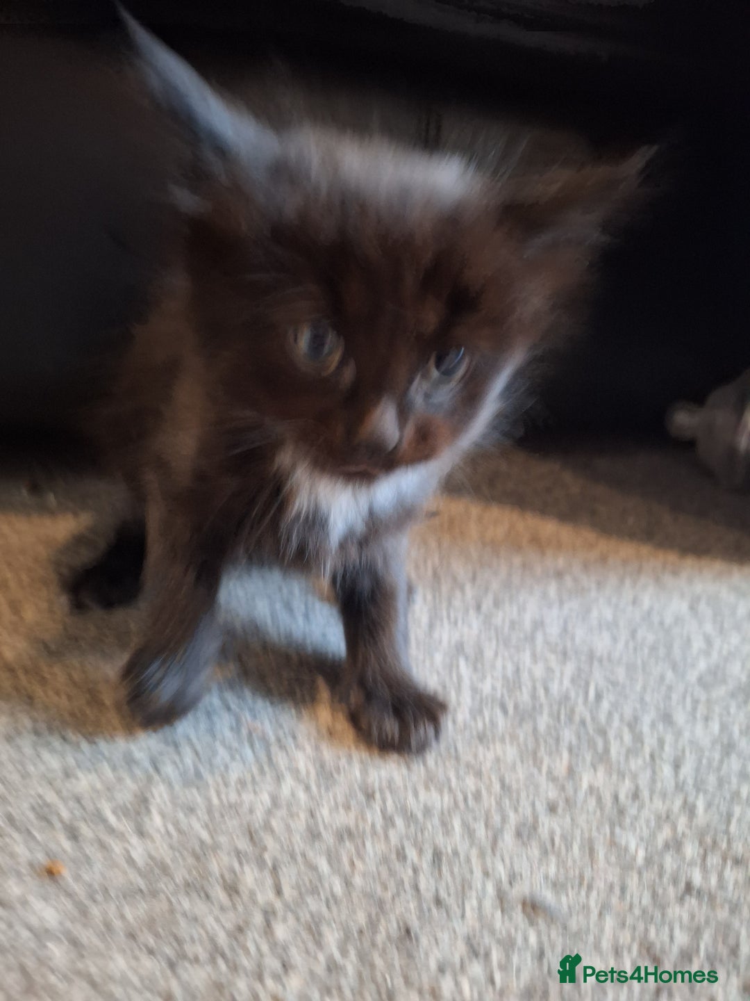 Mixed Breed cats for sale: Mix breed kittens, 1/4 ragdoll  - Advert 11