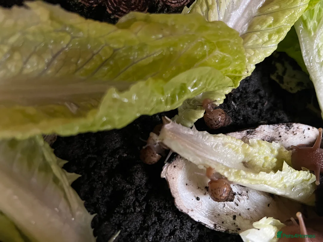 Snails invertebrates for sale: Juvenile Giant African Land Snails - Advert 5