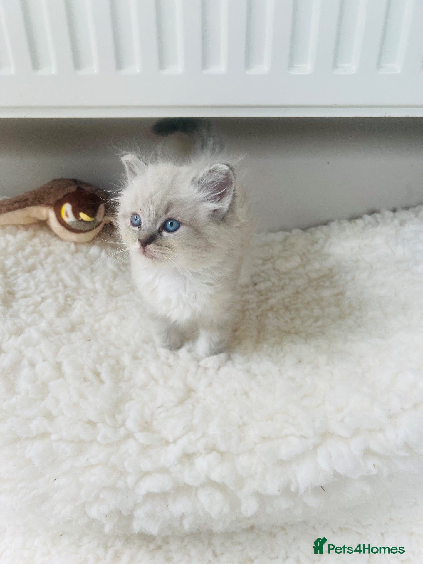 Ragdoll cats GCCF Reg 💕 Beautiful Ragdoll Kittens ChampionL 💕 - Advert 1