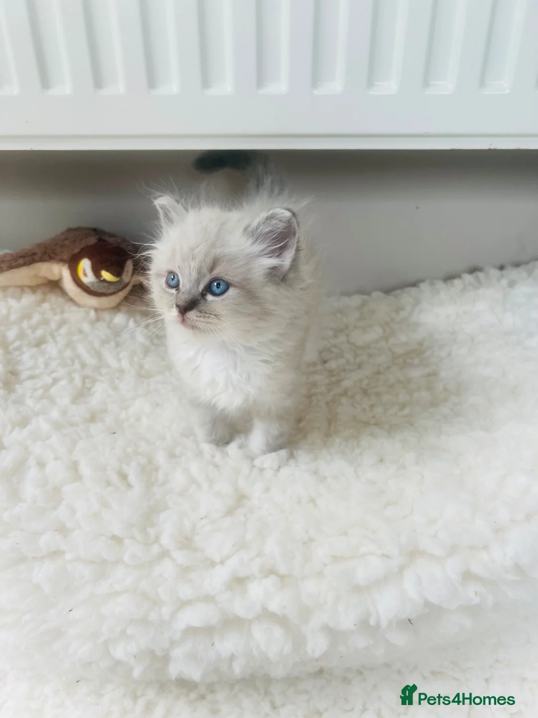Ragdoll cats for sale: GCCF Reg 💕 Beautiful Ragdoll Kittens ChampionL 💕 - Advert 1