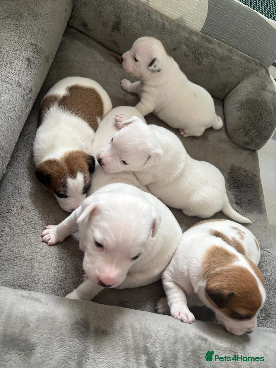 Jack Russell dogs for sale: Beautiful 6 pups for sale - Advert 2