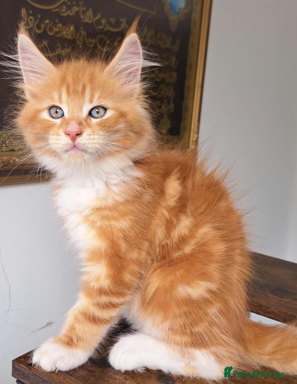 Maine Coon cats Exceptionally beautiful  blue-eyed main coon  - Advert 2