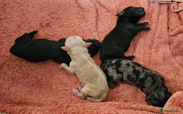 Cockapoo dogs for sale: Cockapoo Puppies - Ready 16 October 2025 - Image 3