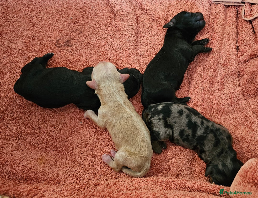 Cockapoo dogs for sale: Cockapoo Puppies - Ready 16 October 2025 - Image 3