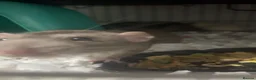 Rat rodents for sale: 4 dumbo rats + cage, food and accessories  in Esher - Advert 13