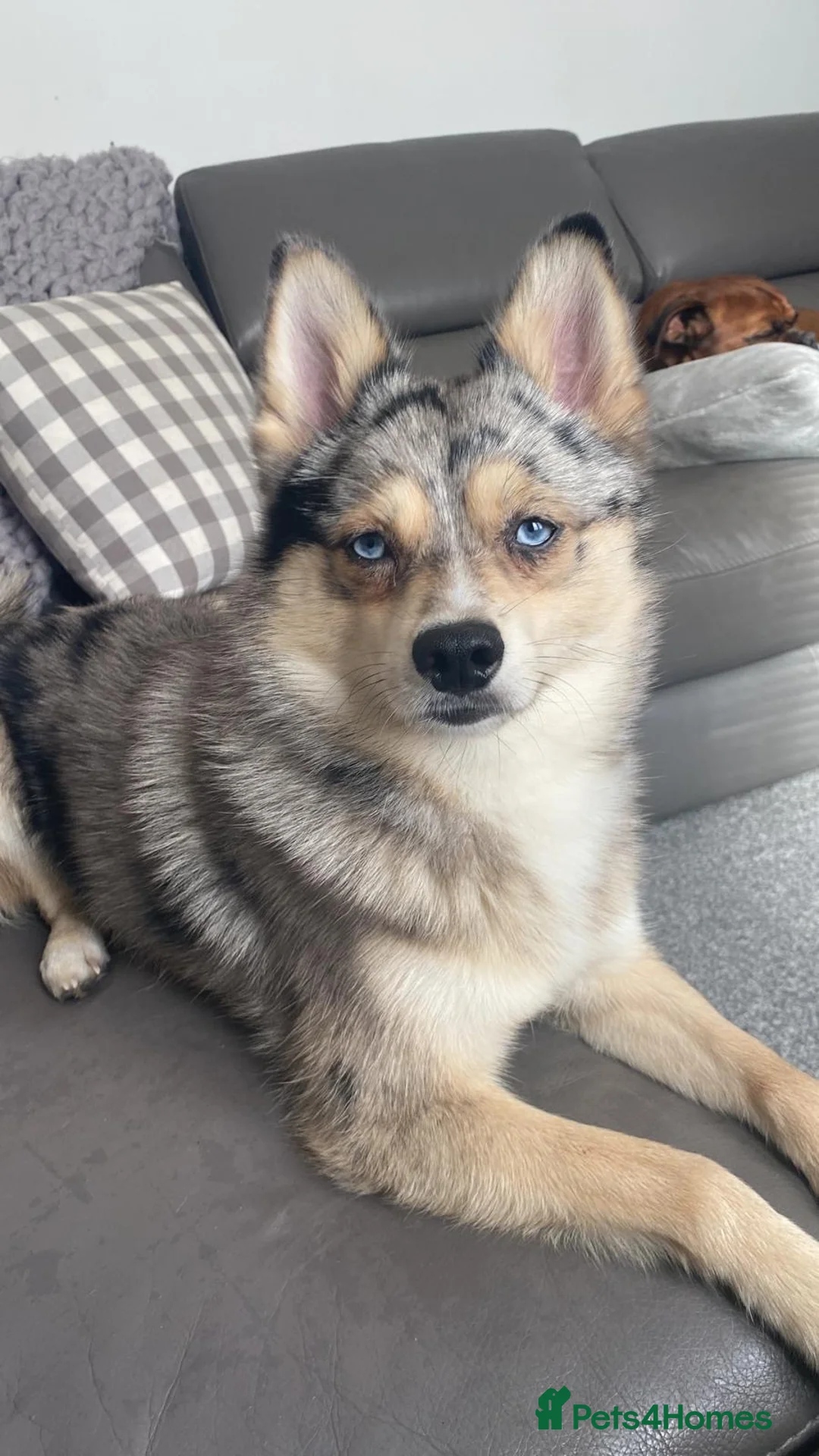 Pomsky dogs for stud: Stunning Blue-Eyed Merle Pomsky Stud  in Port Talbot - Advert 2