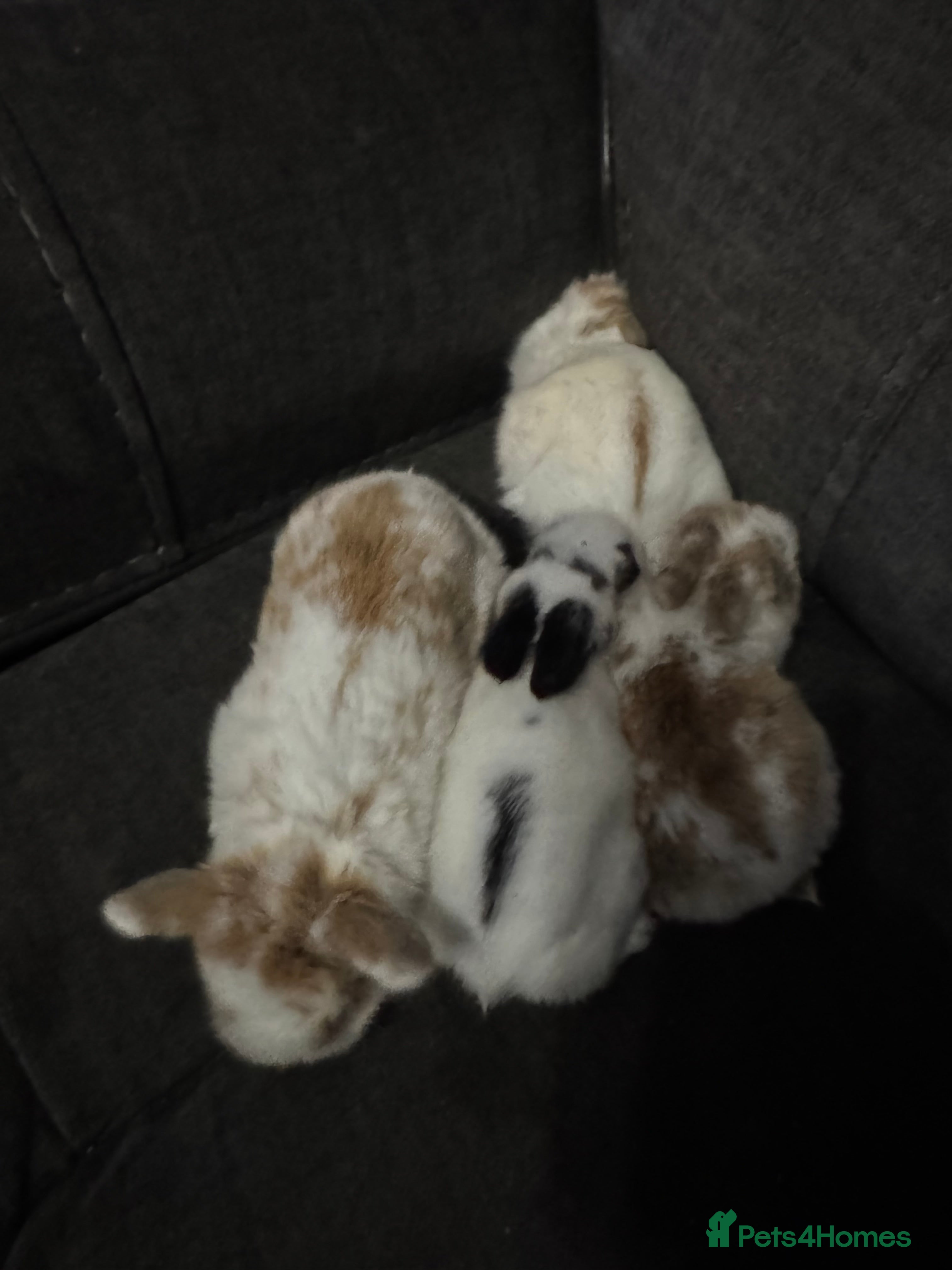 Mini Lion Lop rabbits 4 baby mini lop rabbits - Advert 1