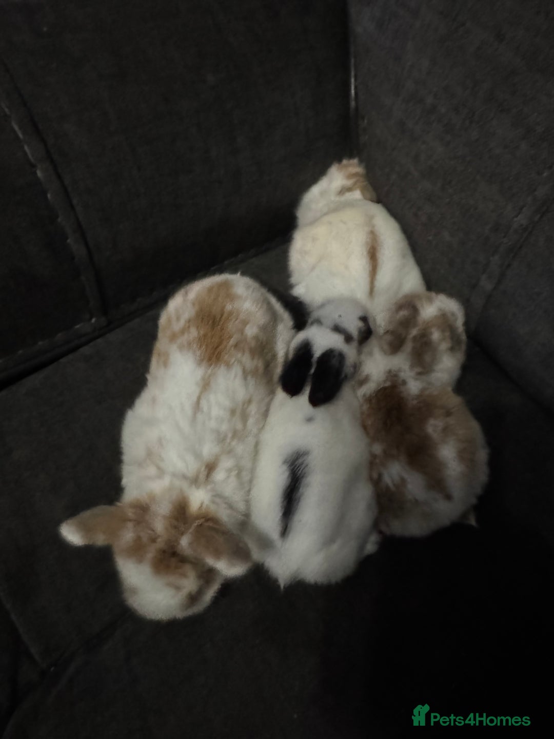 Mini Lion Lop rabbits for sale: 4 baby mini lop rabbits - Advert 1