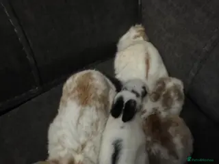 Mini Lion Lop rabbits 4 baby mini lop rabbits - Advert 13