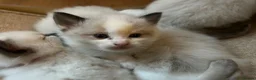 Ragdoll cats for sale: 🐾1 Boy left available🐾 - Advert 17