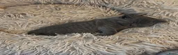 British Shorthair cats for sale: Beautiful confident fluffy British shorthair  - Advert 16