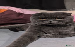 Scottish Fold cats for sale: 💎 TICA ACTIVE 🏆 SCOTTISH FOLD QUEEN 👑 - Image 7