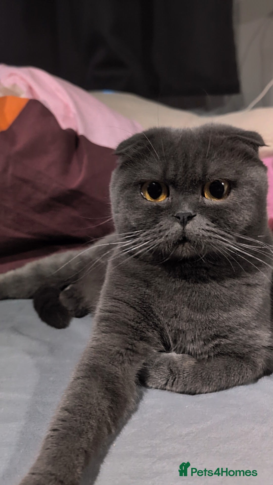 Scottish Fold cats for sale: 💎 TICA ACTIVE 🏆 SCOTTISH FOLD QUEEN 👑 - Image 7
