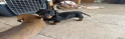 Dachshund dogs for sale: Stunning KC Registered Standard Dachshunds  - Advert 20