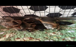 Jack Russell dogs for sale: Jack Russell puppies  - Image 1