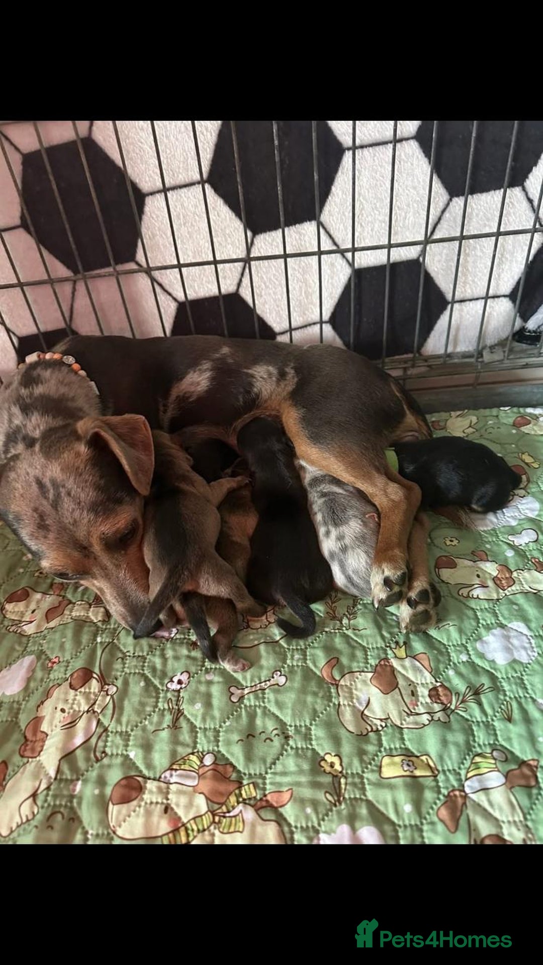 Jack Russell dogs for sale: Jack Russell puppies  - Image 1