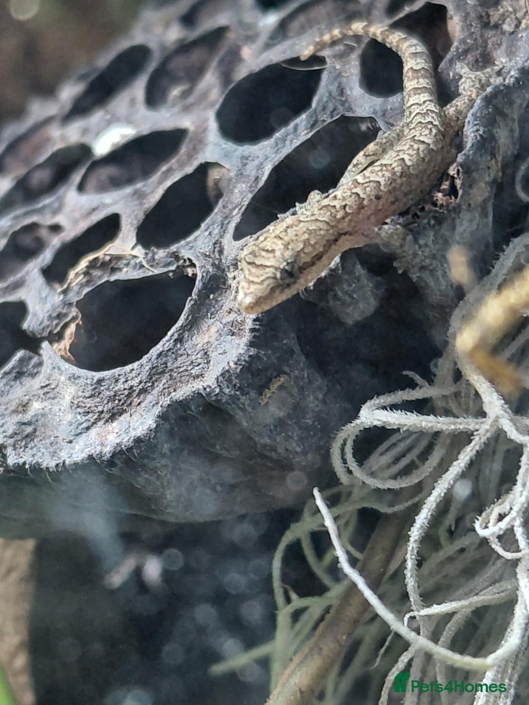 Gecko reptiles for sale: Mourning geckos and dart frogs - Image 7