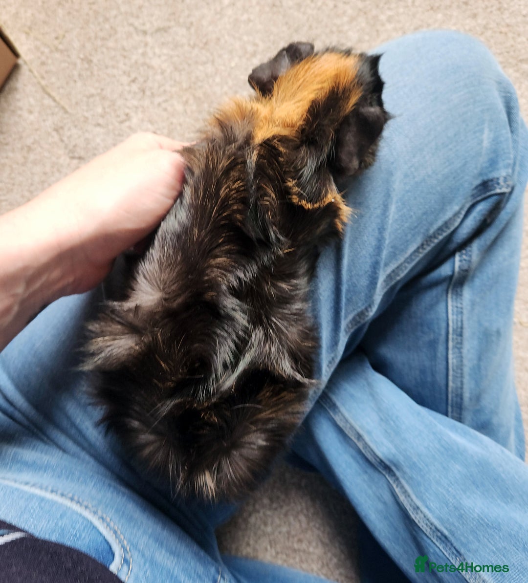 Guinea Pig rodents for sale: Female Guinea Pig - Image 2
