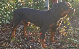 Rottweiler dogs for sale: 🔥 “Simba the Great — Now Available!” - Advert 4