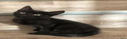Mixed Breed cats for sale: Kittens - Advert 8