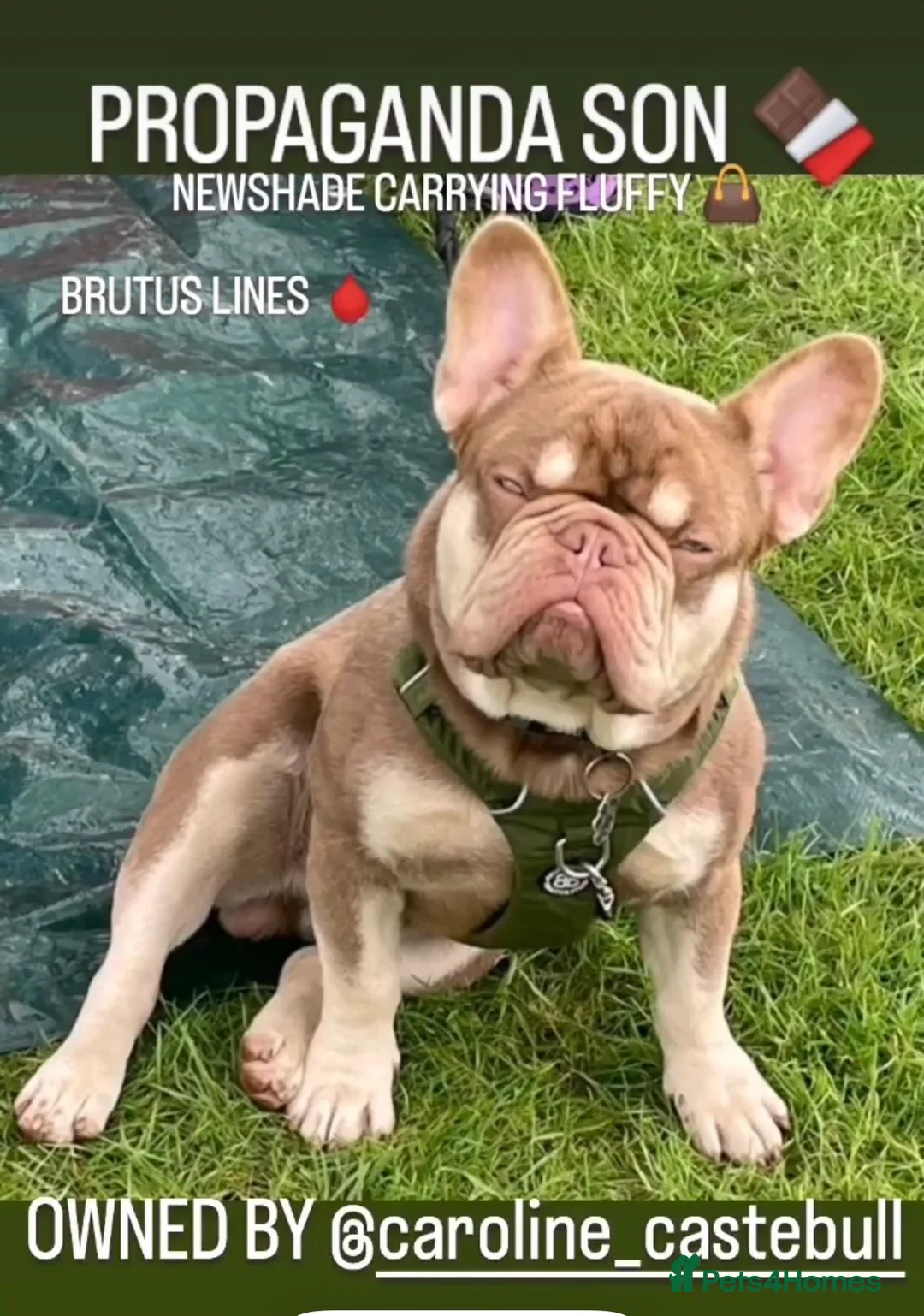 French Bulldog dogs for stud: new shade chocolate and tan carrying fluffy stud in Rochdale - Advert 14