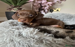 Miniature Dachshund dogs for sale: Mini miniature dachshund puppies  - Image 11