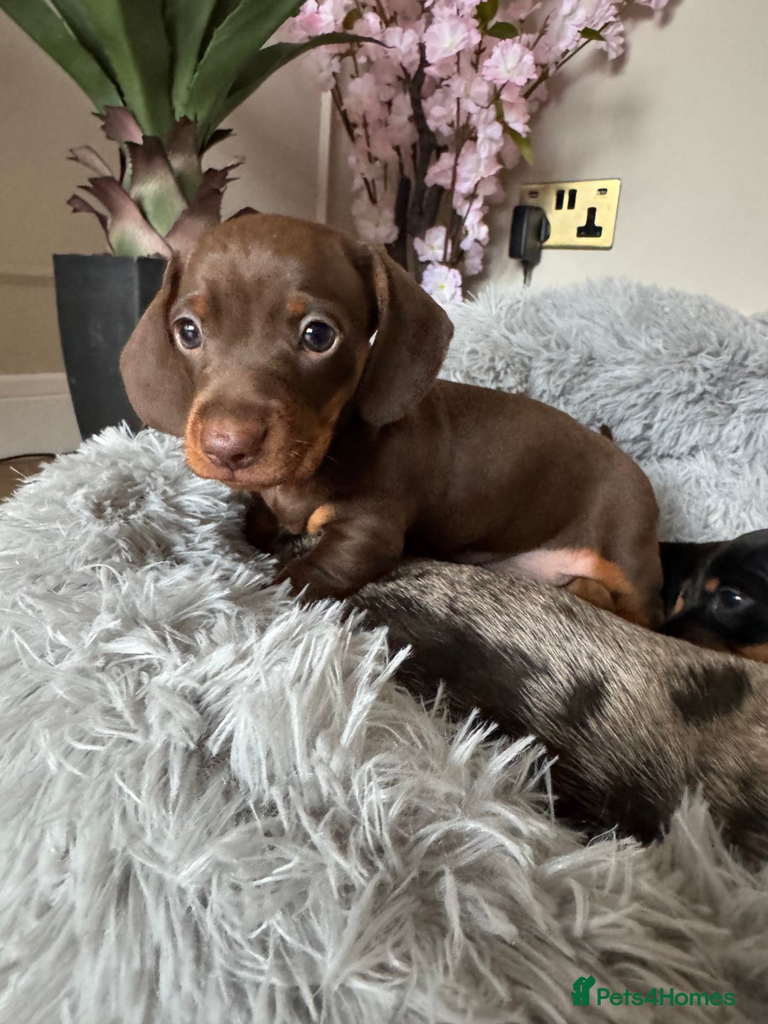Miniature Dachshund dogs for sale: Mini miniature dachshund puppies  - Image 11