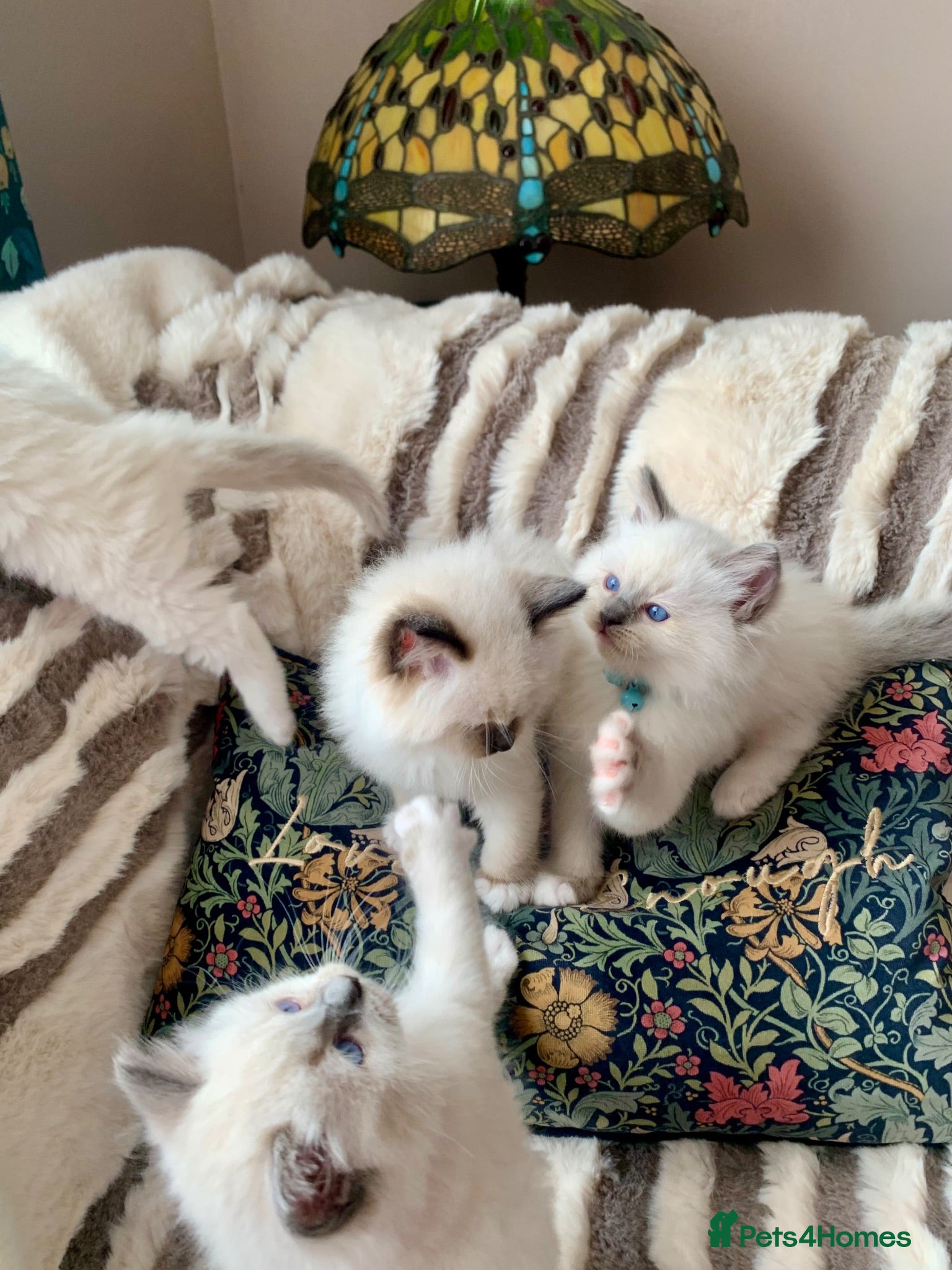 Ragdoll cats Beautiful mitted GCCF champion girls and boys  - Advert 1