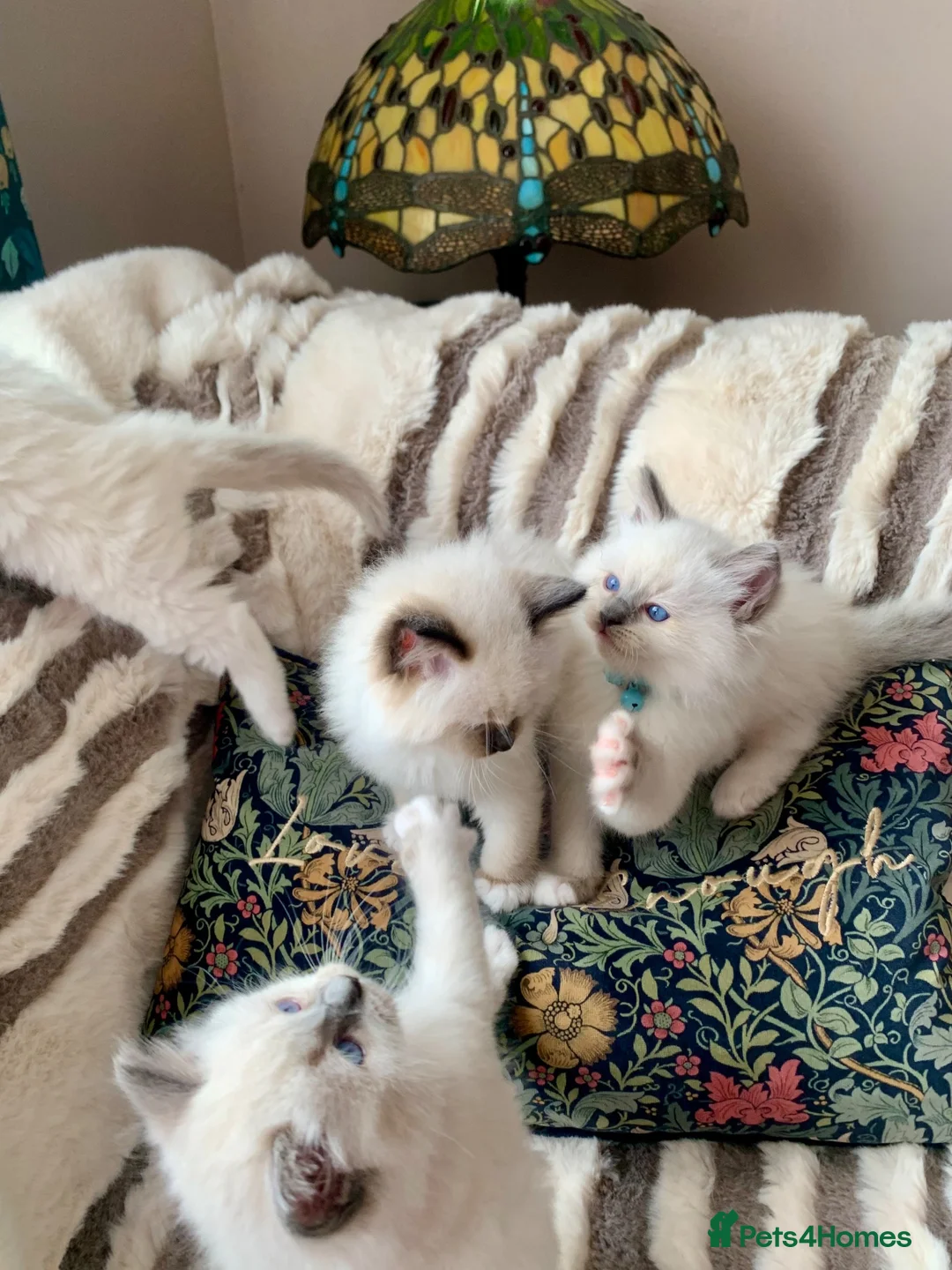Ragdoll cats for sale: Beautiful mitted GCCF champion girls and boys  - Advert 1